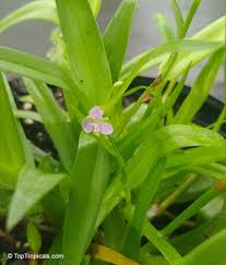 Image result for Murdannia stricta