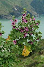 Image result for Malva