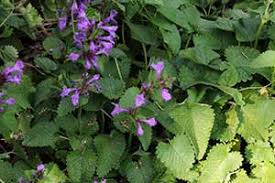 Image result for Alvesia clerodendroides