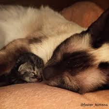 If you're interested in adopting a siamese cat, kitten, or one of our many animals in need of a loving home, please see our adoption information. Rescue Siamese Cat Gives Birth To Four All Stripey Tabbies Love Meow