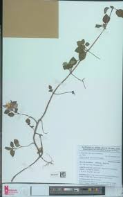 Image result for Heterotis decumbens