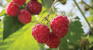 Like most fruiting plants, these bushes love rich soil and plenty of water. Raspberry Growing Guide Tui Planting Feeding And Caring