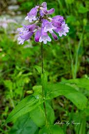 Image result for Scrophulariaceae