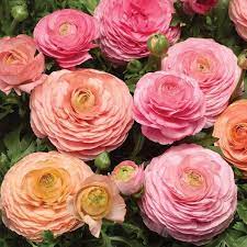 Ranunculus Bulbs Bridal Mix Spring Flower Bulbs Eden Brothers Bulb Flowers Spring Flowering Bulbs Flowers