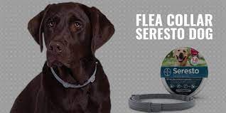 Buy flea collar and get the best deals at the lowest prices on ebay! Seresto Dog Flea Collar Review Ingredients Pros Cons Breeding Business