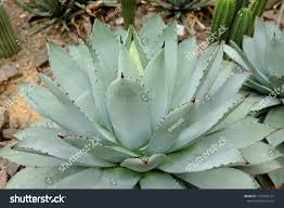 Image result for Agavaceae