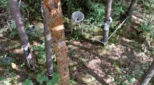 Powdery mildew is a tree fungus that coats leaves blocking the process of photosynthesis. Pine Trees Have An Ecological Memory