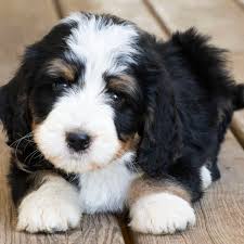 We did not find results for: Kandi S Sweet Bernedoodle Puppies Adams St