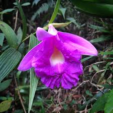 Image result for Sesbania macrantha