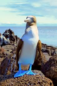 The galapagos islands are part of the country of ecuador, a unesco world heritage site and a renown national park. Galapagos Islands Travel Galapagos Islands Animals Travel Tips Best Galapagos Itinerary And Galapagos Islands Galapagos Galapagos Islands Animals