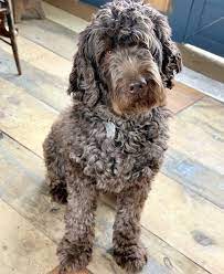 Cobberdog Information Berkshire Hills Brown Labradoodle Fluffy Dogs Black Puppy