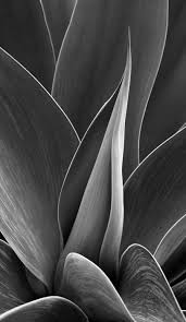 Black And White Still Life Photography Agave Plant Black White Photography Still Life Floral Succulent Plant Photography Still Life Photography Black And White Painting