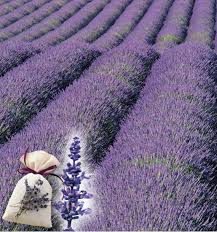 La lavande est un arbrisseau touffu, très odorant, de la famille des lamiacées. Lavande De Grasse Plante En Ligne