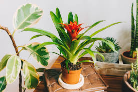 We did not find results for: Guzmania Entretien Arrosage Exposition Quandarrosermaplante Com