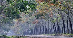 Akhirnya sampai juga di perkebunan karet (rubber forest). Kebun Karet Trikora Menjadi Destinasi Wisata Edukasi Bagi Warga Lampung Travellink Indonesia