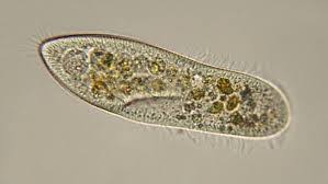 Image result for Isoglossa ciliata