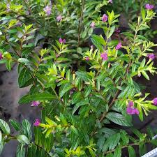 Image result for Cuphea hyssopifolia