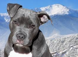 Although blue nose pitbull's have blue in the name, they are really grey. Blue Nose Pitbull Pictures Characteristics Price Health Diet