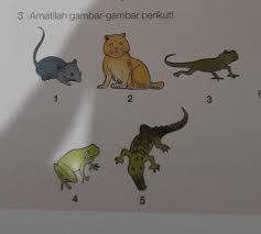 Burung, kambing, dan ayam b. Kelompok Hewan Yang Berkembang Biak Dengan Cara Yang Sama Adalah A 1 2 Dan 3b 1 2 Dan 4c 2 3 Brainly Co Id