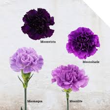 Moon Series Carnations From Florigene Holex Flower Blog Carnation Flower Purple Carnations Purple Carnation Bouquet