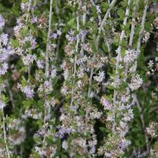 Image result for Ehretia rigida