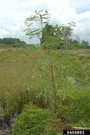 Image result for Sesbania sericea