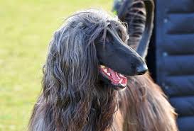 17 Low Shedding Dog Breeds For Fur Free Living