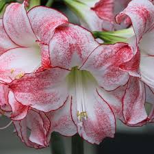 Image result for Hippeastrum sp. cultivars