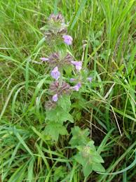 Image result for Clinopodium uhligii