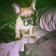 If you're still stuck, have a look at this list of french bulldogs names that would be perfect for a frenchie: Famous Frenchies Celebs Who Love French Bulldogs Etcanada Com