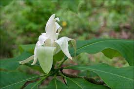 The first was population estimates assembled in 2016 in various ranges (native and adventive) that included. Magnolia Tripetala Wikipedia