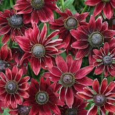 Rudbeckia Flower Seeds 9 Blacked Eyed Susans Plants