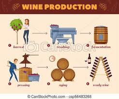 wine production process cartoon flowchart