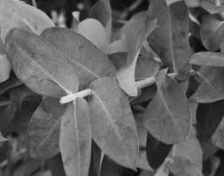 Image result for Aeollanthus myrianthus