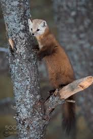 Martin Member Of The Weasel Family Pine Marten Animal Photo Animals