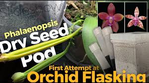 A beginner's guide to growing orchids from seed: Tutorial How To Grow Orchids From Seed