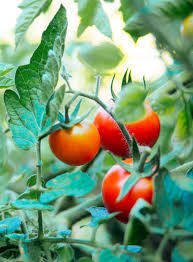 Both involve simply putting the fruits in the freezer. This Is The Best Way To Freeze Fresh Tomatoes Garden Betty