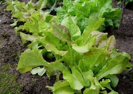 Das muss nicht sein, denn salat säen ist eine der einfachsten disziplinen und selbst der urbane gärtner kann sich fast das ganze jahr mit dem frischen grünzeug versorgen. Pflucksalat Pflanzen Tipps Zum Anbau Und Zu Den Sorten Salat Pflanzen Pflanzen Garten Anpflanzen