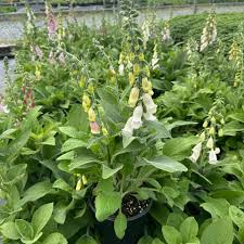 Image result for Digitalis purpurea