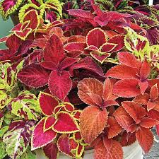 Determining when to plant coleus from seed (also referred to as germinating the seed) comes down to when you plan on planting the coleus plant outside. Wizard Mix Coleus Gurney S Seed Nursery Co