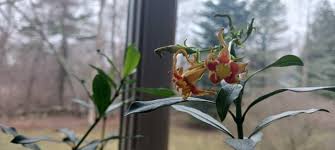 Image result for Strophanthus speciosus