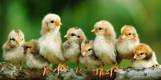 50 Facts About Chickens That Will Ruffle Your Feathers The Fact Site Chickens are really our all time favorite and there is hardly anything to tell about that. 50 facts about chickens that will