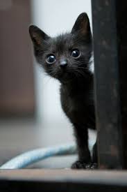 I Love Cats Images Mignonnes Pinterest Chaton Chat Et Minou