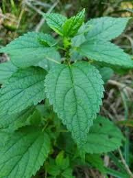 Image result for Ottelia cylindrica