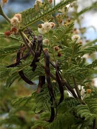 Image result for Acacia ataxacantha