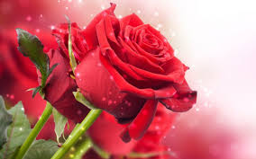 In today's busy world mobile and whatsapp are the best media to send your emotions to your friends and loved ones. Red Roses Wallpaper Rose Flower Wallpaper Rose Flower Rose Wallpaper