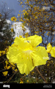 Image result for Handroanthus chrysotrichus