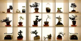 Bonsai trees are now used for decorative and recreational purposes in addition to their traditional uses. Five Species That Make Great Indoor Bonsai Tree Nayturr