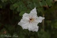 Image result for Bauhinia macrantha