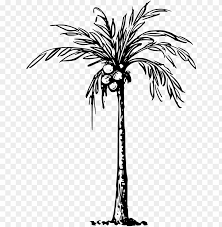 Download coconut tree stock vectors. Coconut Palm Svg Black And White Download Clip Art Of Coconut Tree Png Image With Transparent Background Toppng